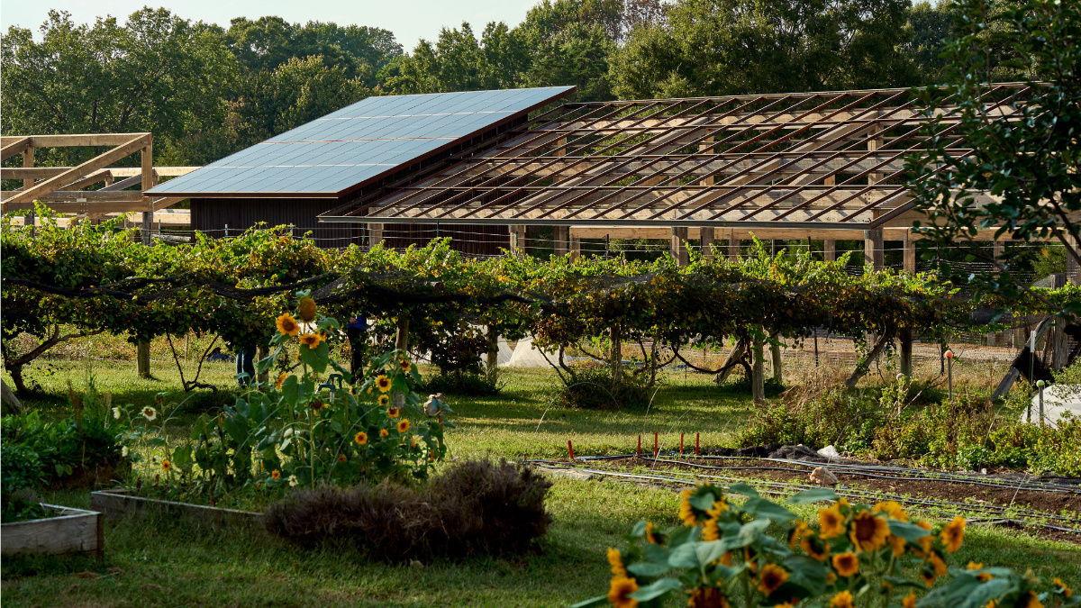 Solar panels mounted on a barn roof beside a large open-frame greenhouse structure, overlooking rows of garden beds, grapevines, and blooming sunflowers in a rural farm setting.